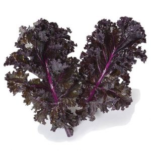 KALE MORADO