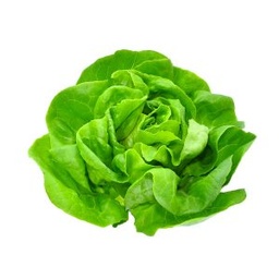 [90001480] LECHUGA MANTECOSA