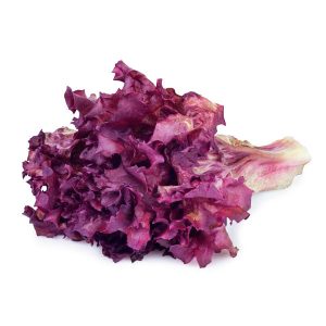 LECHUGA MORADA